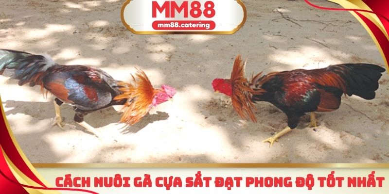 Cách nuôi đá gà cựa sắt