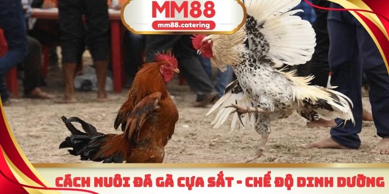 Chọn dinh dưỡng hợp lý là yếu tố quan trọng trong cách nuôi gà
