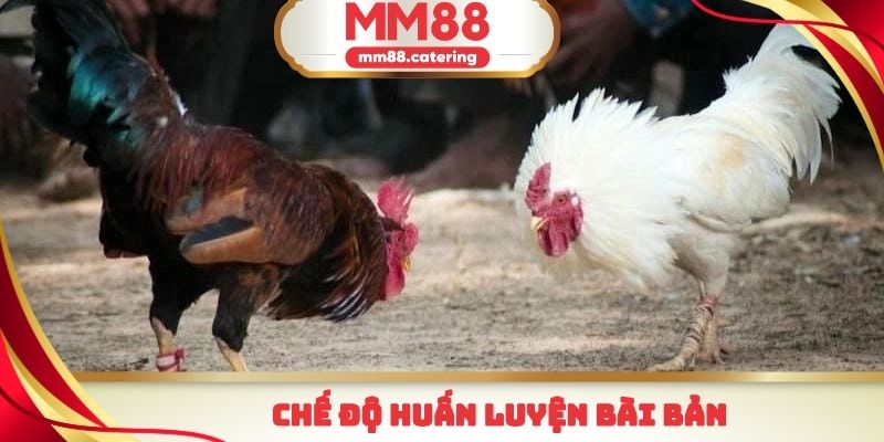 Tập luyện bài bản chính là cách nuôi đá gà cựa sắt hiệu quả