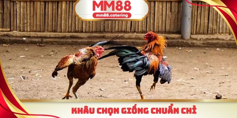 Bí kíp chọn giống trong cách nuôi đá gà cựa sắt