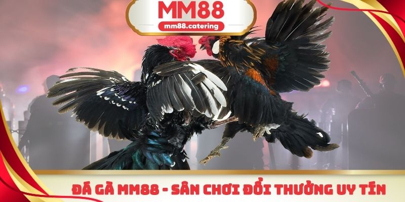 Đá gà MM88