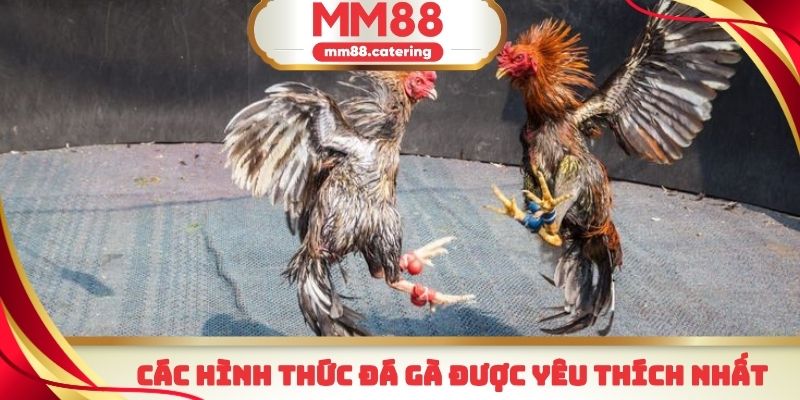 Những hình thức đá gà MM88 được rất nhiều người yêu thích