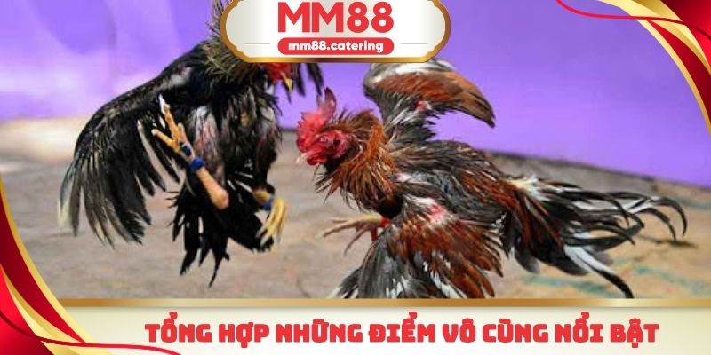 Những điểm vô cùng nổi bật mà nền tảng đá gà MM88 mang lại