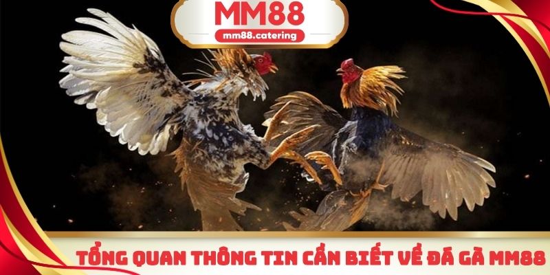 Một vài điểm cơ bản cần biết về sảnh đá gà MM88
