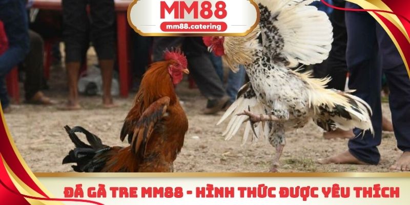 Đá gà tre MM88