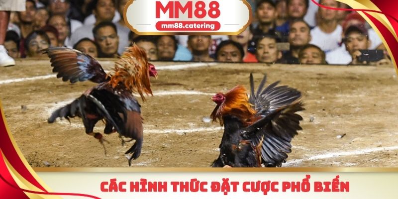 Những hình thức đặt cược đá gà tre MM88 phổ biến nhất