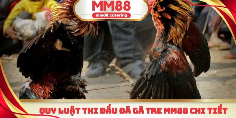 Quy luật thi đấu đá gà tre MM88 cho các tân thủ