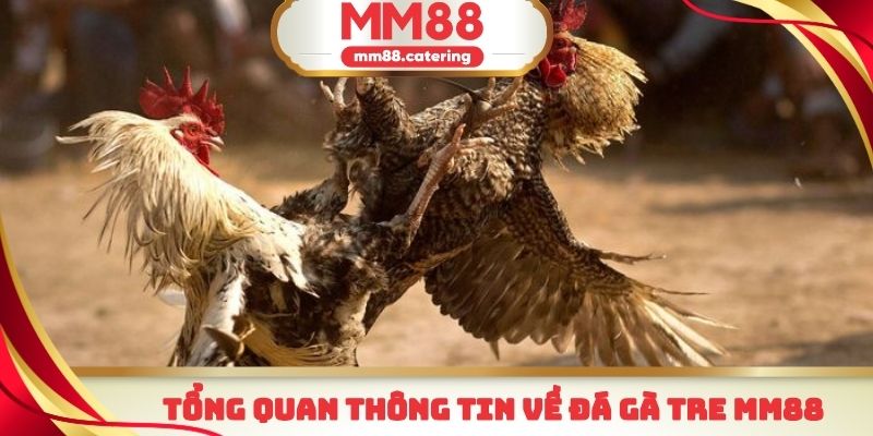 Một vài thông tin cơ bản cần nắm được về bộ môn đá gà tre MM88