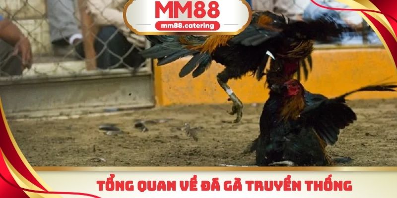 Một vài thông tin cơ bản về loại hình đá gà truyền thống