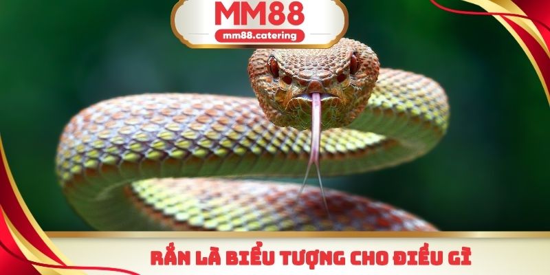Rắn đại diện cho rất nhiều điều trong văn hóa tín ngưỡng
