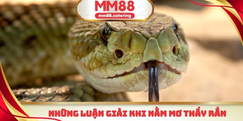 Một vài ý nghĩa của giấc chiêm bao nằm mơ thấy rắn phổ biến nhất
