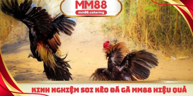Kinh nghiệm soi kèo đá gà MM88 từ những chuyên gia hàng đầu