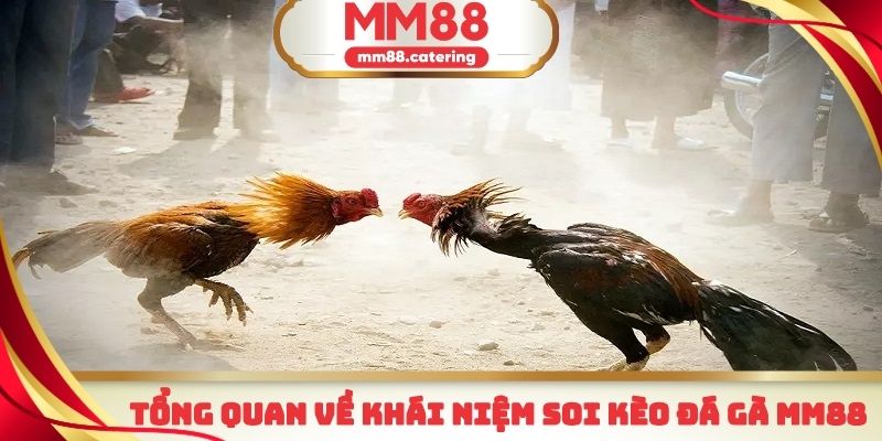 Soi kèo đá gà MM88 là phương pháp rất quan trọng
